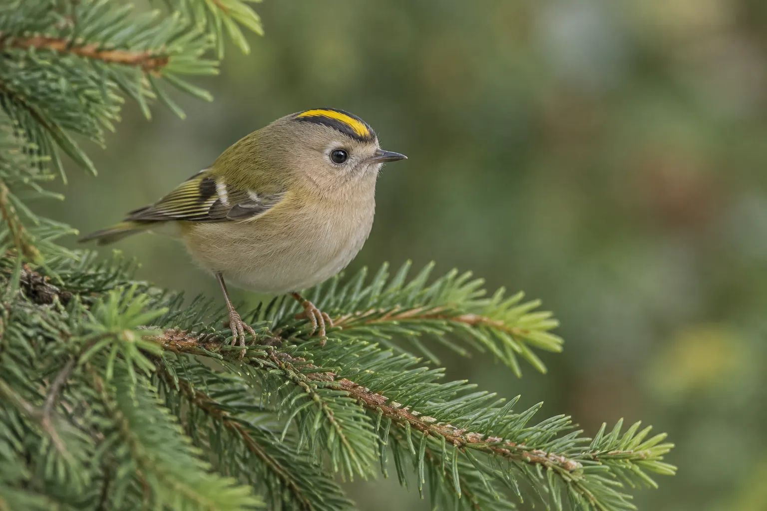 A tiny olive-green goldcrest with a yellow crown stripe among conifer needles.