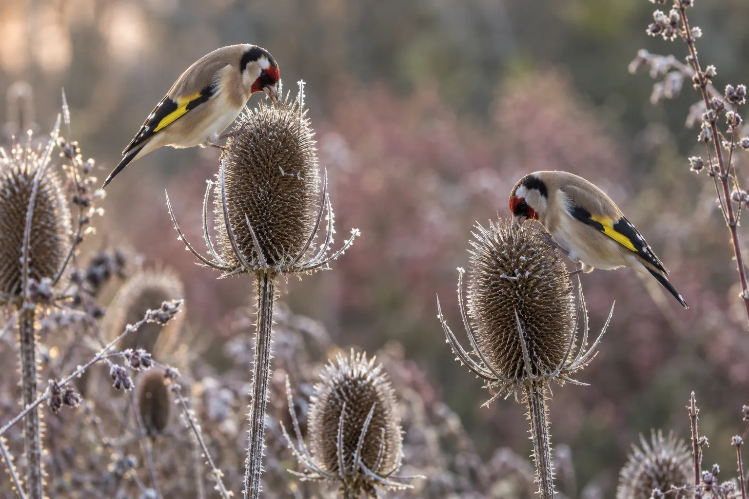 Two goldfinches feeding from dry teasel seedheads left standing in a frosty border.