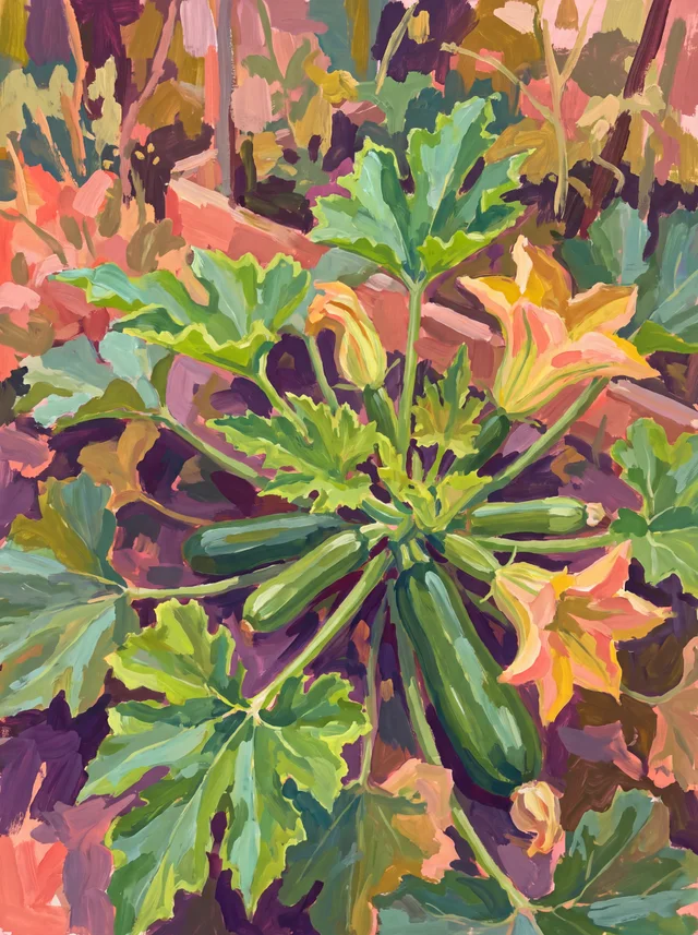 A painting of a courgette plant from above, with dark green courgettes and yellow flowers among broad leaves.