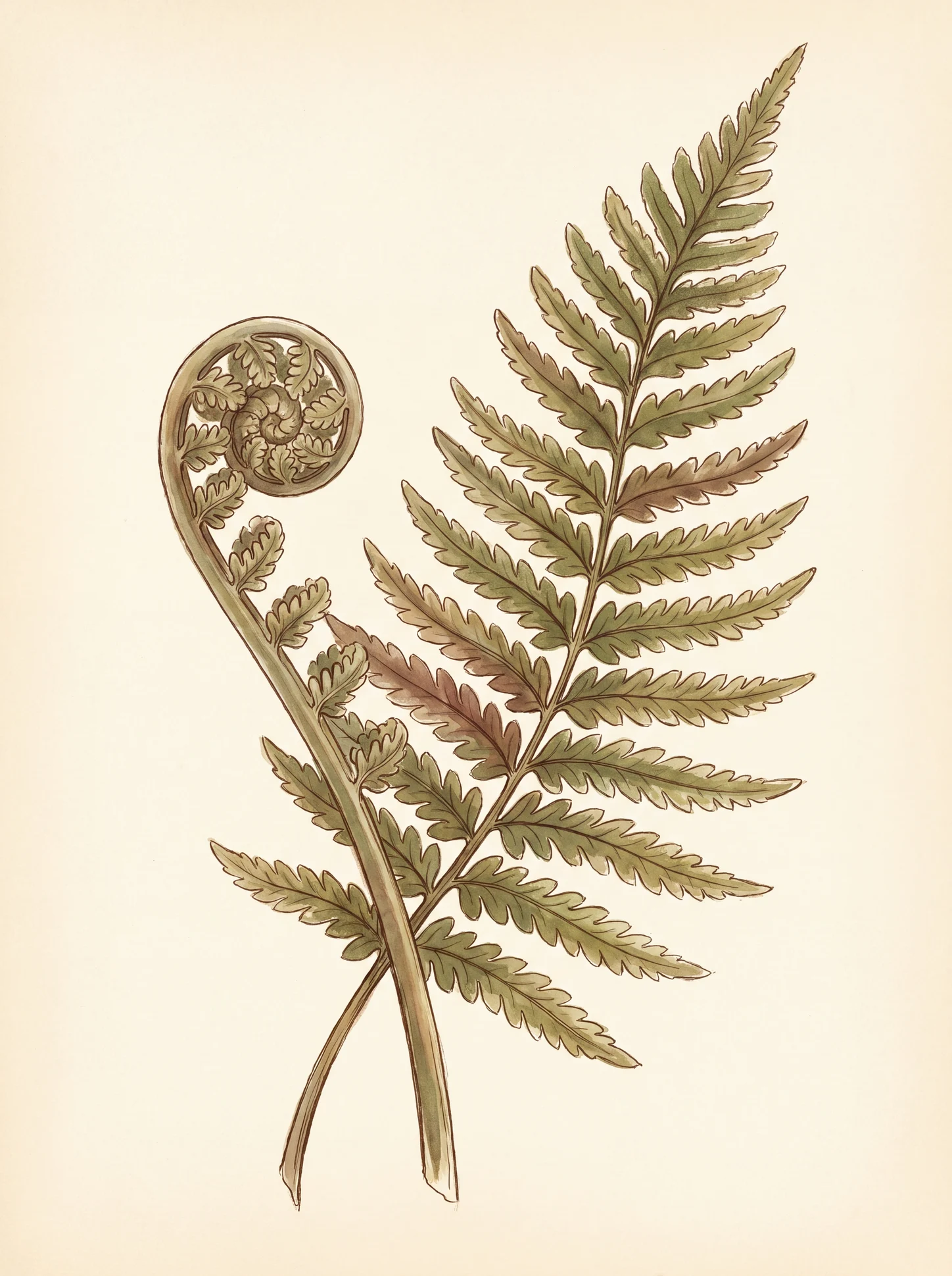 Botanical Fern