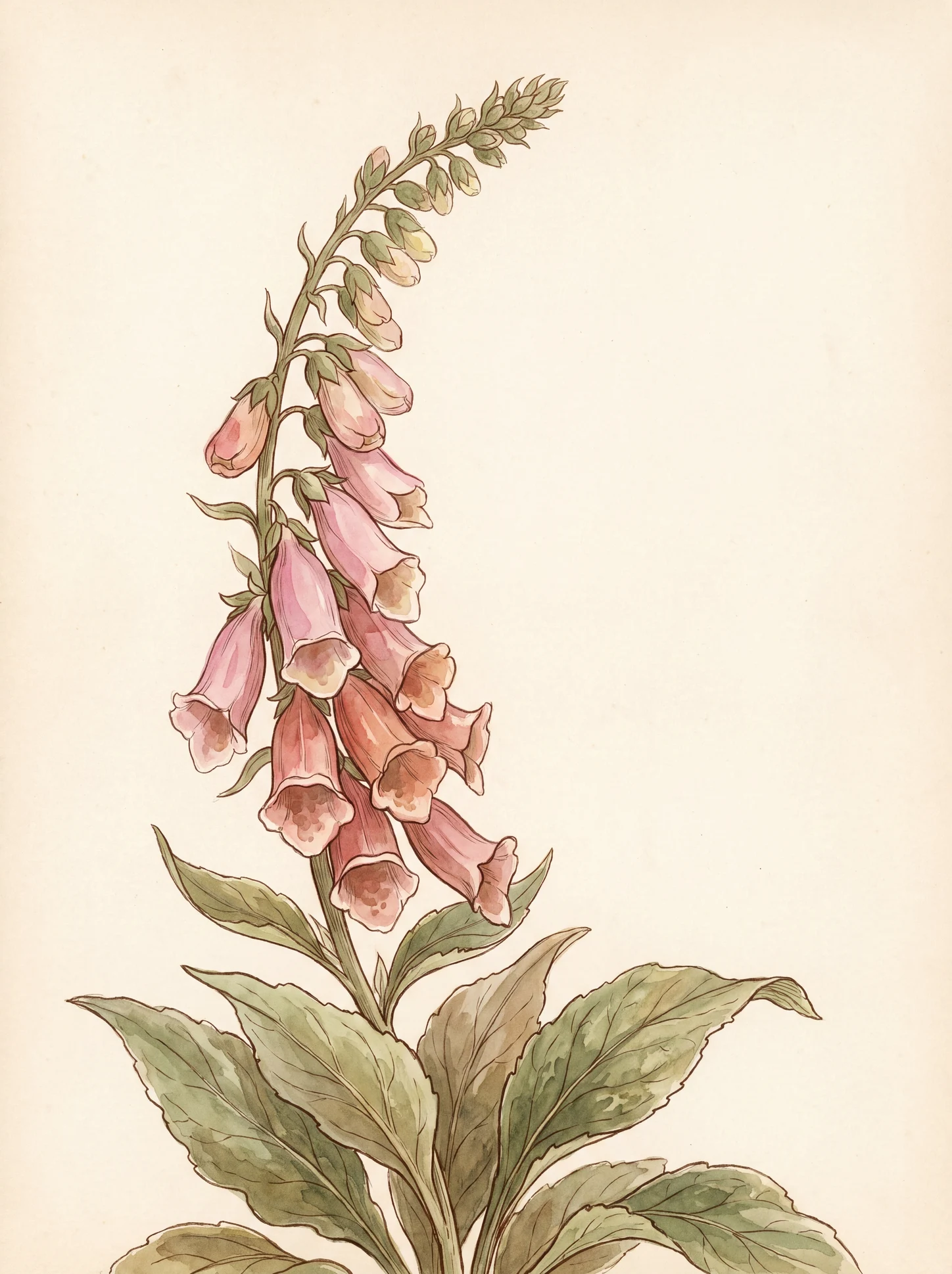 Botanical Foxglove