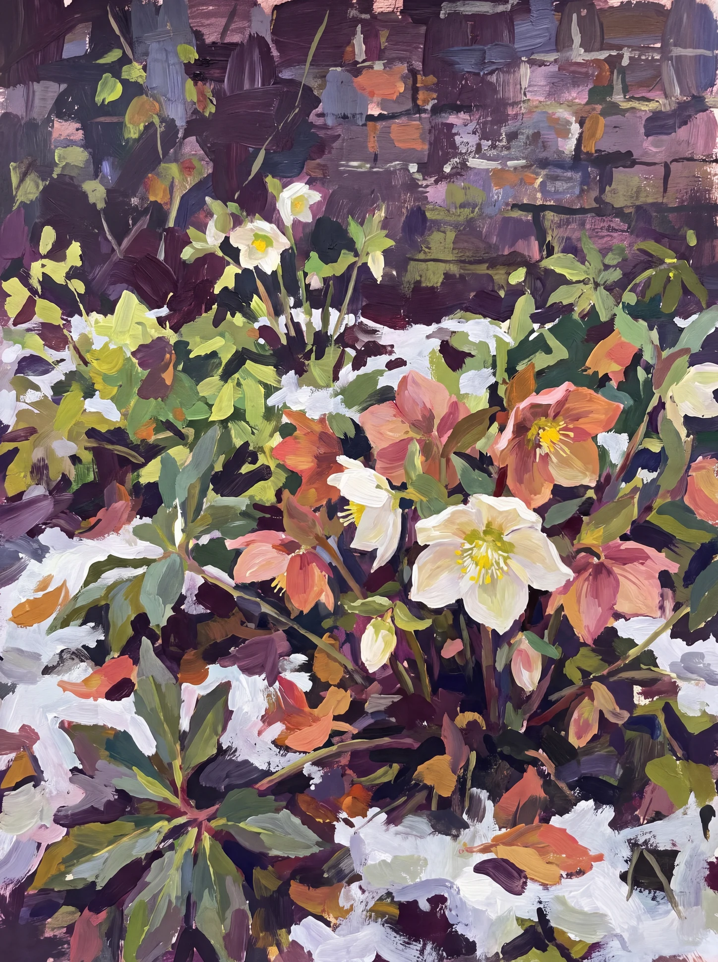 Hellebores in the Snow