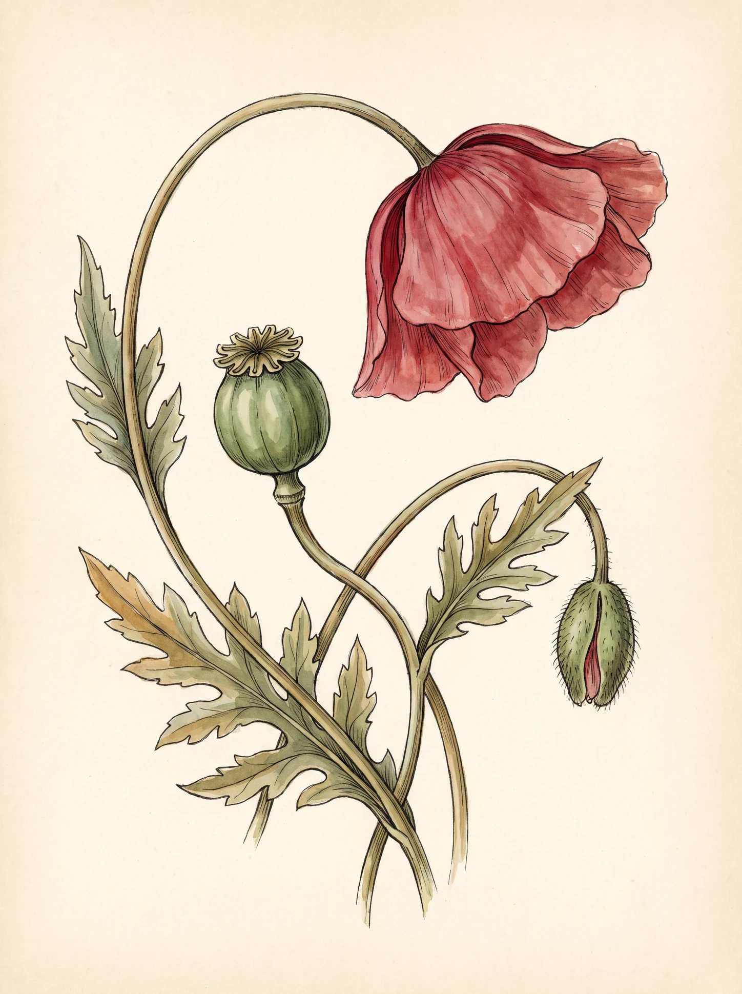 Botanical Poppy
