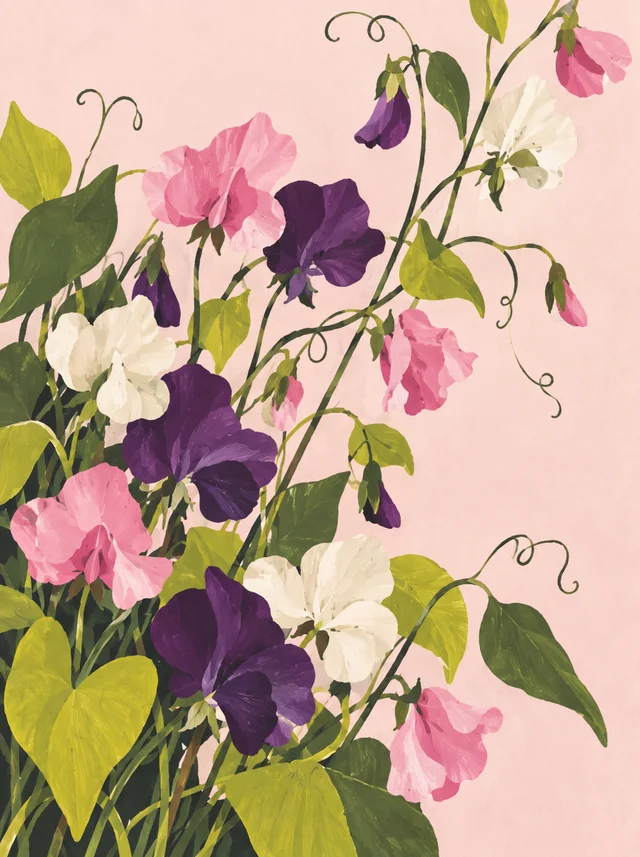 Pink, ivory and purple sweet peas climbing through a pale blush ground