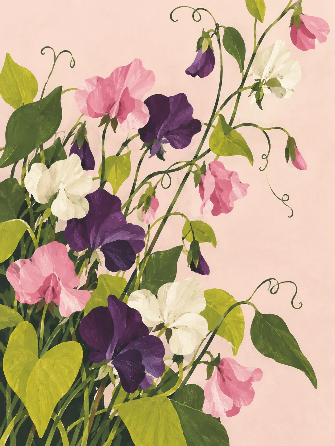 Sweet Peas, Still Climbing