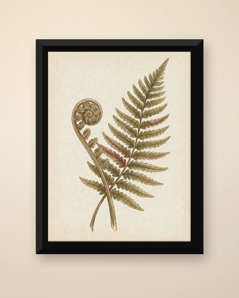 Botanical Fern as a framed canvas in a black float frame: an unfurling frond crossed with a mature one.