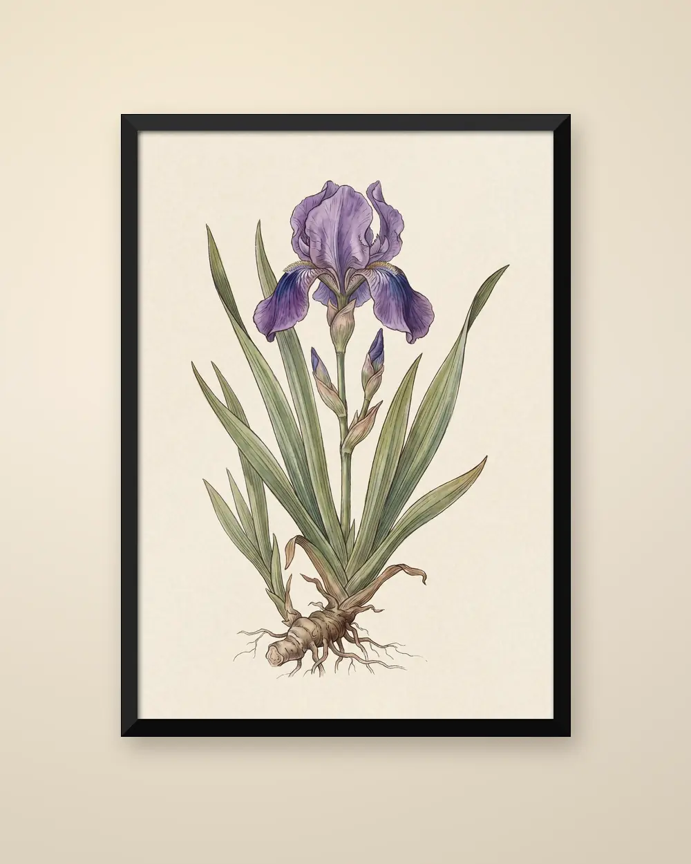 Botanical Iris as a framed poster: a single iris on a plain cream ground.